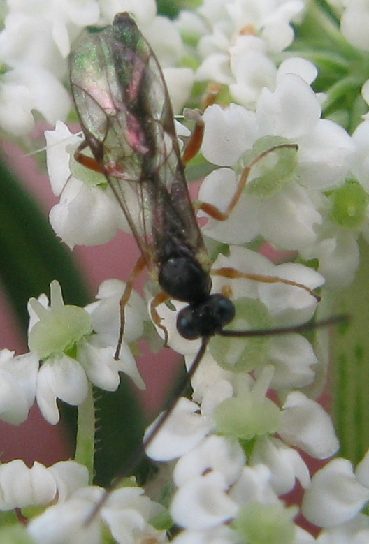 ichneumonide (probabile Campopleginae)